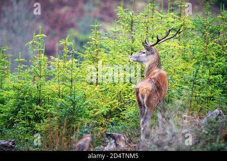 Rothirsch Hirsch auf einer Bergseite mit Blick auf ein Wald