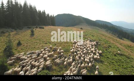 Schafherde auf der Sommerweide. Stockfoto