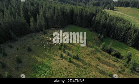 Draufsicht auf Schafherde in der Nähe des Waldes. Stockfoto