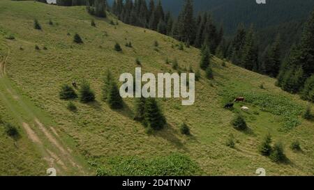 Luftaufnahme der Kühe auf der grünen Lichtung. Stockfoto