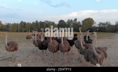 Die Herde von Kamelvogel auf dem Feld. Stockfoto