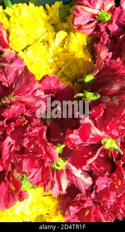 Blick auf den roten Hibiskus oder Rosmarin Blumen Stockfoto