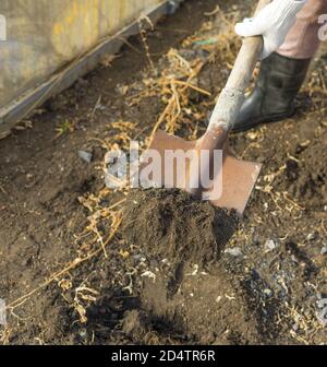 Der Gärtner gräbt mit einer Schaufel den Boden im Gewächshaus auf. Stockfoto