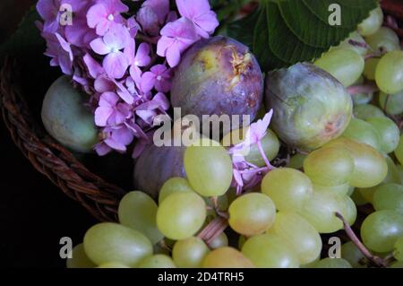 September violette Blüten und Früchte Feigen weißen Trauben in einem Korbkorb Stockfoto