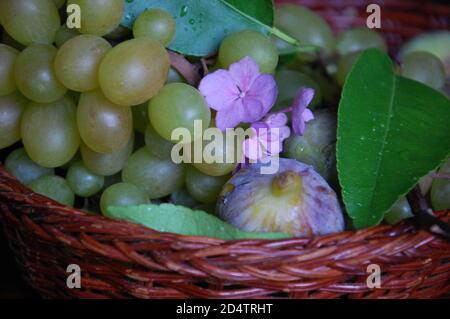 September violette Blüten und Früchte Feigen weißen Trauben in einem Korbkorb Stockfoto