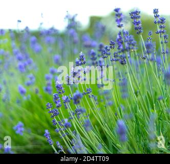 Nahaufnahme der schönen Lavendelblüten. Geringe Schärfentiefe. Stockfoto