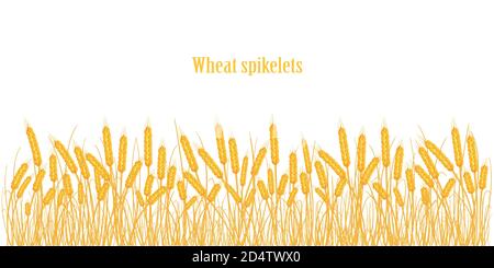 Eine Reihe von Dornen aus goldenem Weizen, Roggen, Gerste auf einem weißen Hintergrund in verschiedenen Formen. Stock Vektor