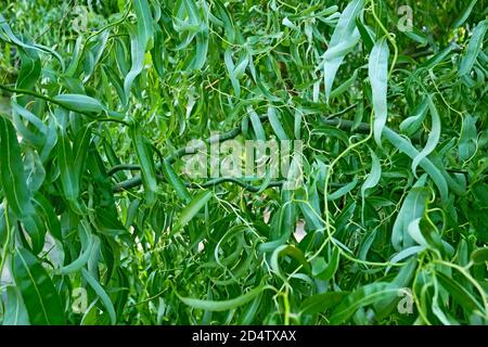 Lockig verdrehter Weidenbaum, oder Korkenzieher (Salix matsudana tortuosa), Laub wächst im Sommer schnell, grüner floraler Hintergrund aus der Nähe Stockfoto