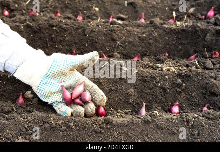 Die Hand einer Bäuerin in einem Handschuh, die Aussaat von Zwiebeln in einem Bio-Garten, eine Nahaufnahme der Hand, die Samen in den Boden pflanzt. Geringe Schärfentiefe. Stockfoto