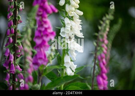 Bienen sammeln Pollen von einem Foxglove, Aberdeenshire, Schottland // © Amy Muir Stockfoto