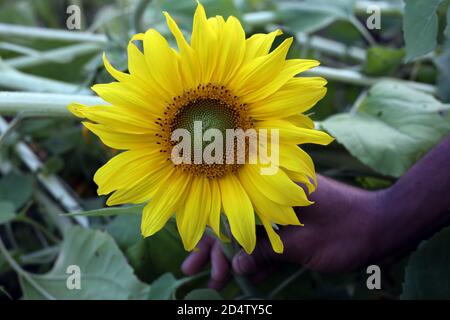 Die Sonnenblumenkernpflanze, die auf den Feldern wächst Stockfoto