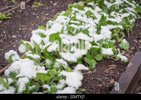 Hochbeet Garten mit Bewässerungssystem und asiatische bok choy in Schnee bedeckt in der Nähe von Dallas, Texas, USA Stockfoto