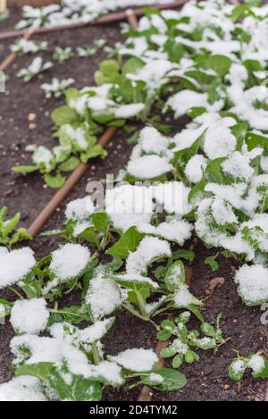 Hausgemachten asiatischen bok Choy auf Hinterhof Garten mit Schnee bedeckt in Dallas, Texas, USA Stockfoto