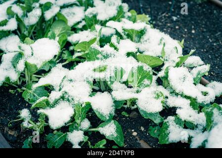 Hausgemachten asiatischen bok Choy auf Hinterhof Garten mit Schnee bedeckt in Dallas, Texas, USA Stockfoto