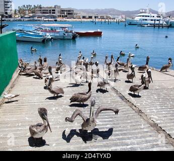 Die große Gruppe von Pelikanen auf einem Pier in Cabo San Lucas Resort Stadt (Mexiko). Stockfoto