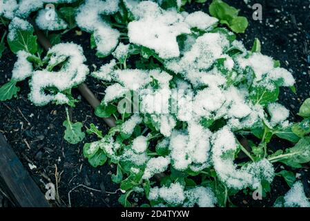 Hochbeet Garten mit Bewässerungssystem und asiatische bok choy in Schnee bedeckt in der Nähe von Dallas, Texas, USA Stockfoto