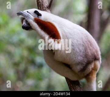 Coquerels Sifaka (Propithecus coquereli) aus der Nähe, Andasibe, Madagaskar Stockfoto