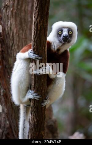 Coquerels Sifaka (Propithecus coquereli) aus der Nähe, Andasibe, Madagaskar Stockfoto