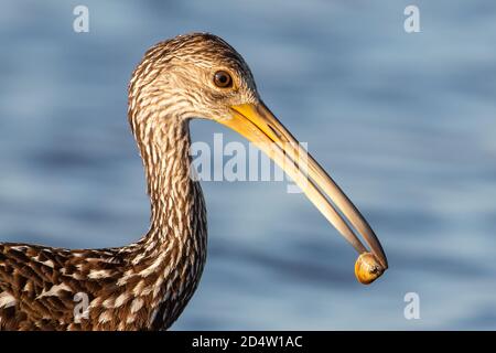 Limpkin Fang einer Muschel (Aramus guarauna), Florida, United States Stockfoto