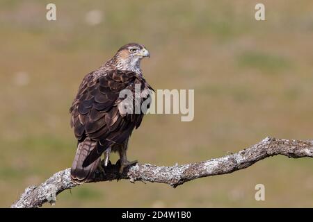 Bonellis Adler (Aquila fasciata), Andalusien, Spanien Stockfoto