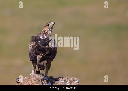 Bonellis Adler (Aquila fasciata), Andalusien, Spanien Stockfoto