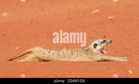 Erdmännchen auf rotem Sand (Suricata suricatta), Kalahari-Wüste, Namibia Stockfoto