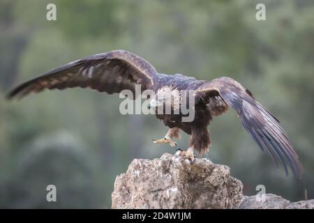 Goldener Adler (Aquila chrysaetos), Andalusien, Spanien Stockfoto
