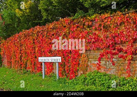 Eine Mauer in Church Street, West Hanney, Wantage, Oxfordshire, UK, bedeckt mit herbstlich hellrotem Boston Ivy (Parthenocissus tricuspidata 'Veitchii'). Stockfoto