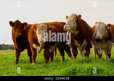 Vier Kühe, die auf der Weide auf dem Bauernhof grasen. Porträt, Vollformat, horizontale Komposition. Stockfoto