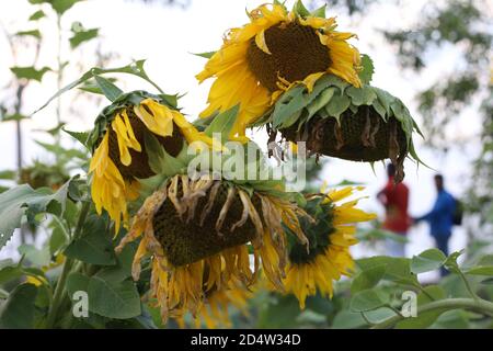 Die helle Sonnenblume auf den Feldern Stockfoto