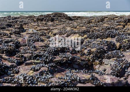 Wild blue Muscheln Mytilus edulis, wachsen auf den Felsen in der Gezeitenzone in Cornwall, Großbritannien Stockfoto