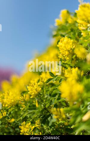 Gelbe Blüten am unscharfen blauen Himmel. Stockfoto