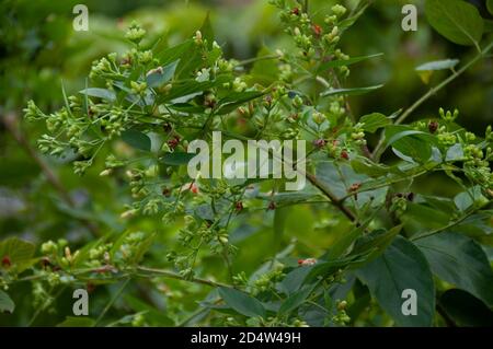 Knospen von nachtblühenden Jasmin oder Shiuli in bengali bereit zu Blühen Sie in der Nacht Stockfoto