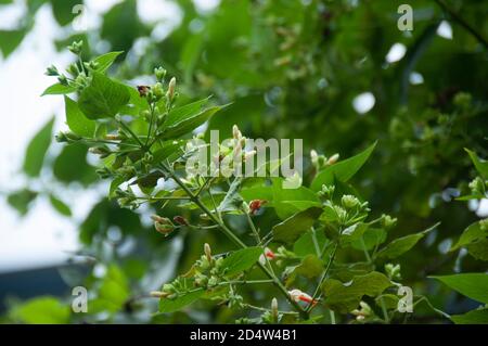 Knospen von nachtblühenden Jasmin oder Shiuli in bengali bereit zu Blühen Sie in der Nacht Stockfoto