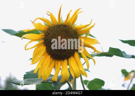 Helle Sonnenblumen auf weißem Hintergrund Stockfoto