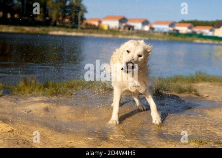 Ein Golden Retriever Hund wackelt sich am Strand ab, nachdem er im See geschwommen ist. Leerzeichen für Text. Stockfoto