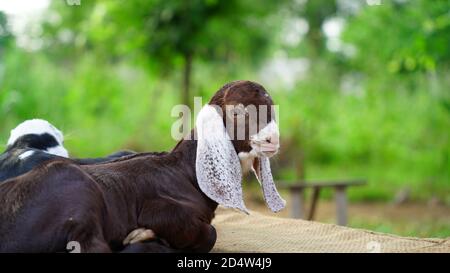 Ziegenlinge sitzen in einem Ackerland mit verschwommenem Hintergrund. Entspannende Lage, neugeborener Ziegenkind. Stockfoto