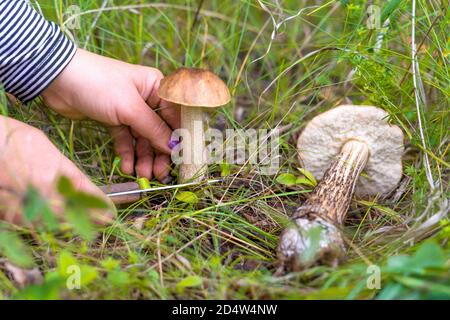 Frauen Hände Nahaufnahme für Pilze sammeln im Wald. Eine Frau schneidet einen Pilz mit einem Messer, ein anderer Pilz liegt auf dem Gras. Nahaufnahme. Selektiver Fokus. Stockfoto