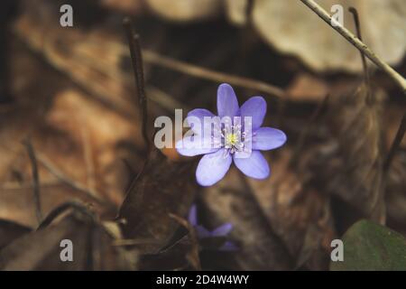 Violette Blume von Hepatica nobilis in braunen Blättern Stockfoto