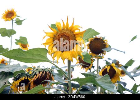 Frische schöne gelbe Sonnenblume auf unscharfem sonnigen Hintergrund Stockfoto