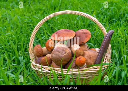 Verschiedene rohe Pilze in einem Weidenkorb auf dem Gras. Das Messer ragt aus dem Korb heraus. Steinpilze, Birkenpilze, Steinpilze. Speicherplatz kopieren. Stockfoto