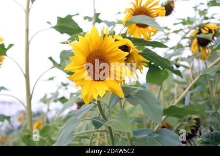 Frische schöne gelbe Sonnenblume auf unscharfem sonnigen Hintergrund Stockfoto