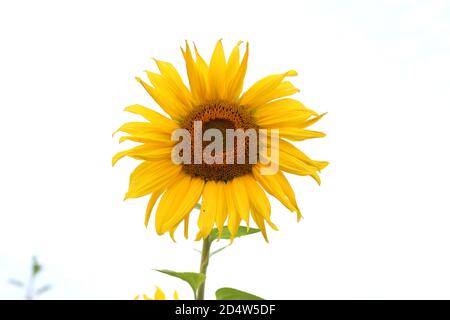 Feld der blühenden Sonnenblumen, schöne Blume im Garten. Nahaufnahme. Sonniger Tag. Stockfoto