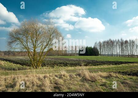 Baum vor dem grünen Feld und weißen Wolken Am blauen Himmel Stockfoto