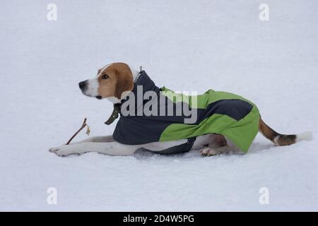 Süßer russischer Hund liegt auf weißem Schnee im Winterpark. Haustiere. Reinrassig. Stockfoto