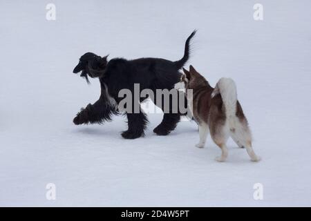 Süßer afghanischer Hund und sibirischer Husky laufen im Winterpark auf weißem Schnee. Haustiere. Reinrassig. Stockfoto