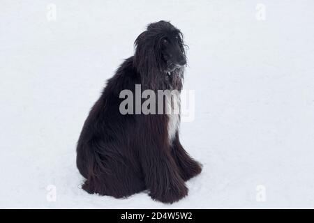 Süßer afghanischer Hund sitzt auf weißem Schnee im Winterpark. Haustiere. Reinrassig. Stockfoto