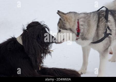 Süßer afghanischer Hund und sibirischer Husky spielen auf weißem Schnee im Winterpark. Haustiere. Reinrassig. Stockfoto