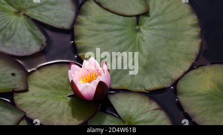 Schöne Seerosenblüte im See mit vielen grünen Seerosenblättern umgeben. Stockfoto