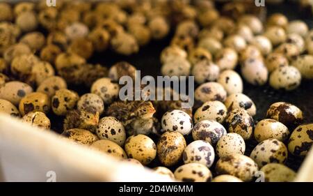 Eine Nahaufnahme zeigt eine Gruppe neugeborener Wachtelküken in einem Inkubator auf einer Geflügelfarm. Geringe Schärfentiefe. Stockfoto